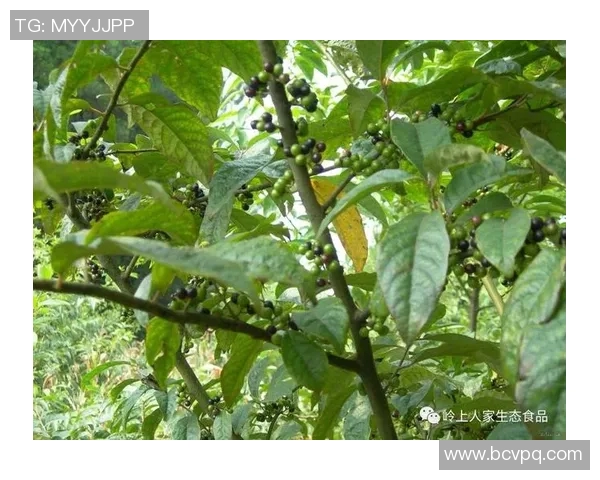水户蜀葵的美丽传说与生态价值探秘之旅